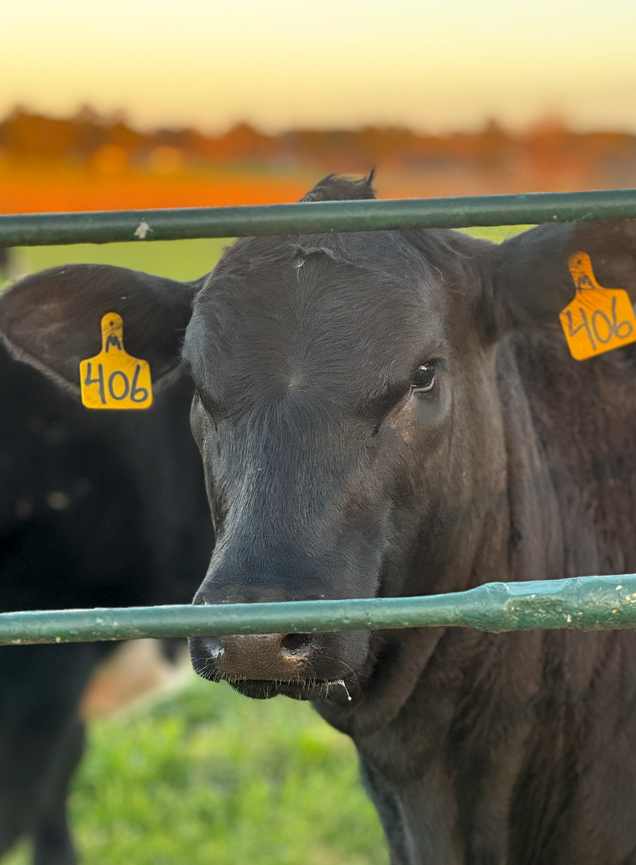 cow staring through fence